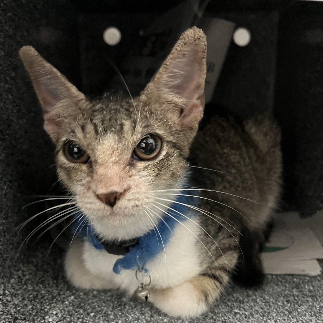 TONY - Domestic Shorthair available for adoption