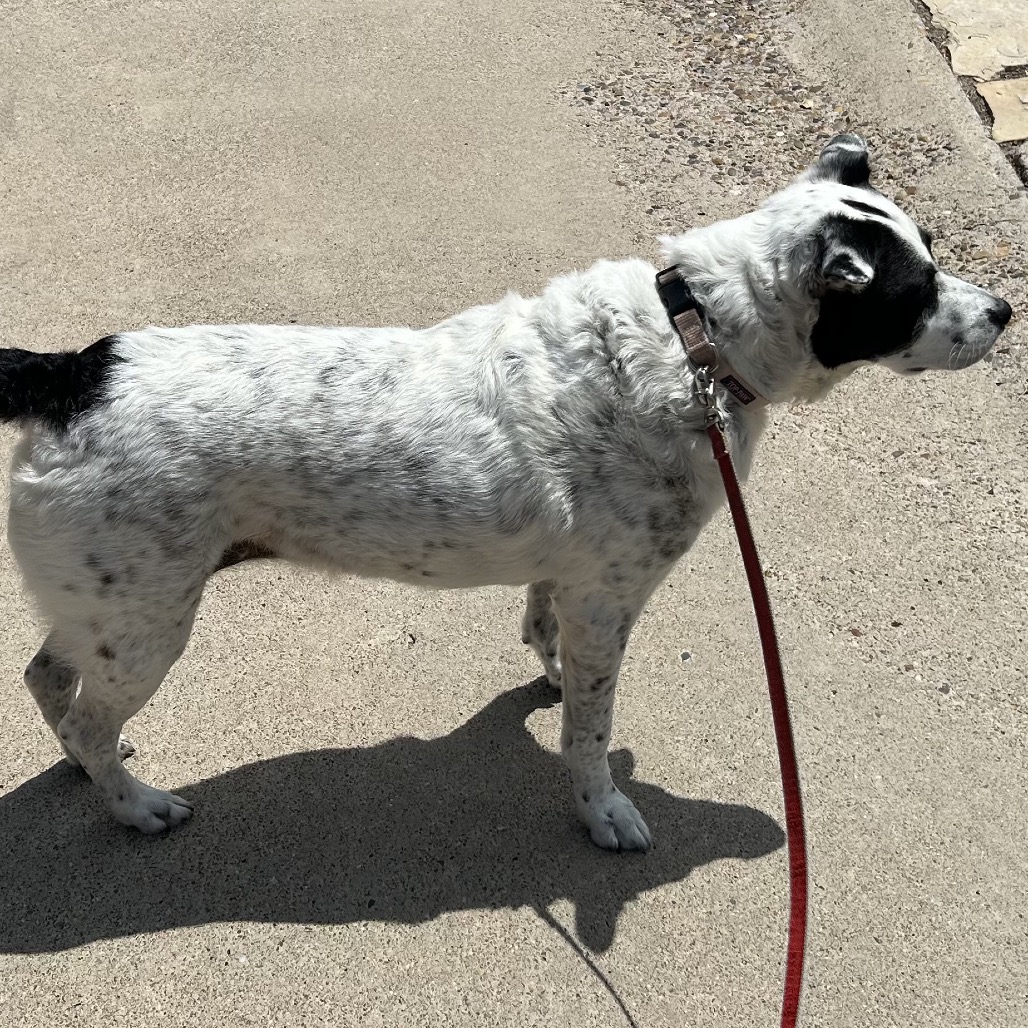 LUCIE LU - Shepherd / Mix available for adoption