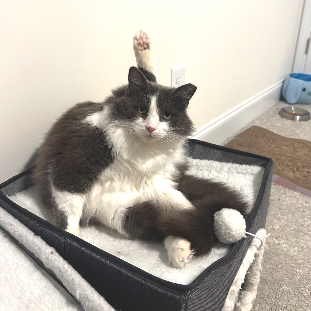 Foxy — thumbnail 4