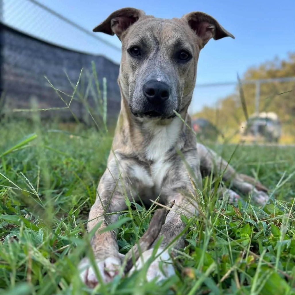 CHER - Mixed Breed (Medium) available for adoption