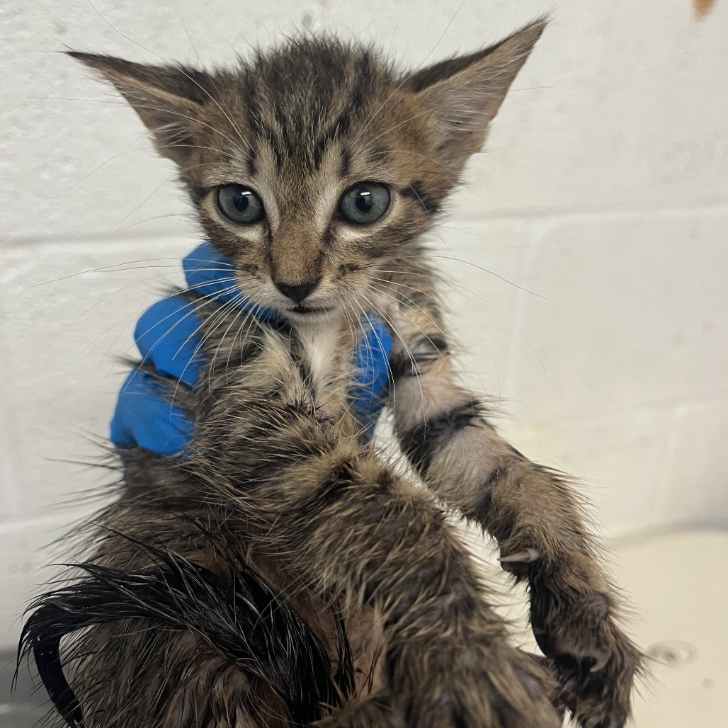 JON - Domestic Shorthair available for adoption