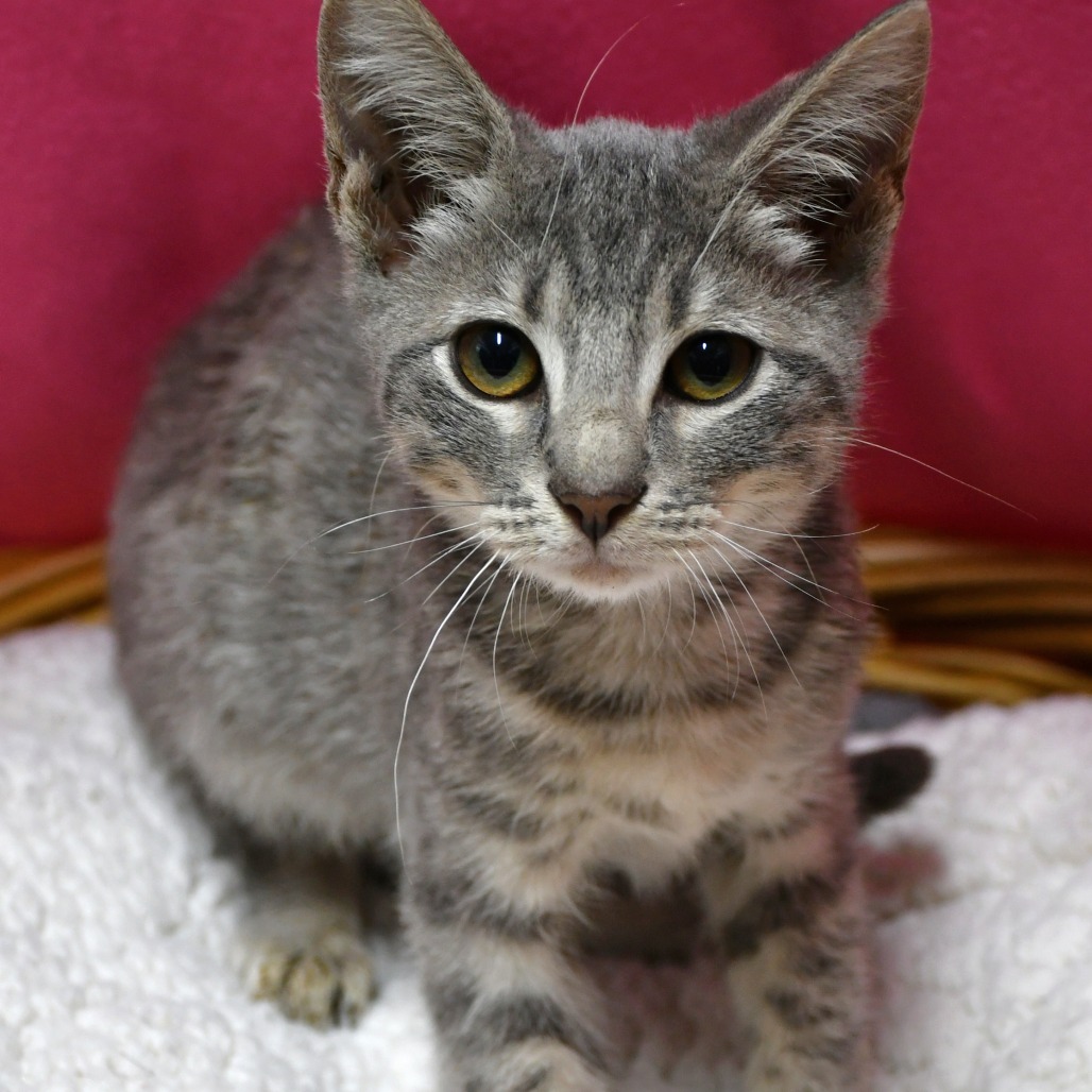 EMMETT - Domestic Shorthair for adoption in Beaumont