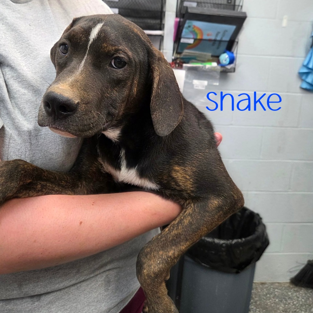 Shake, photo 2