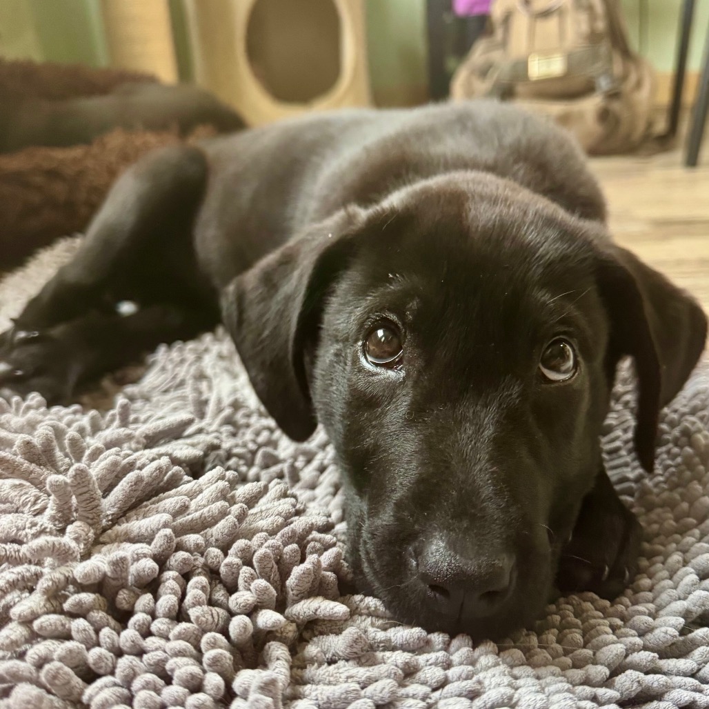 Adoptable Dogs — Rescue Network