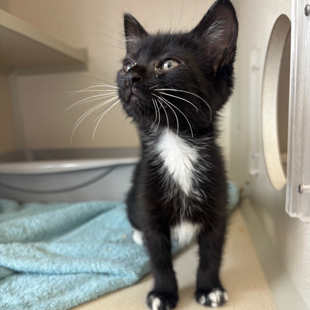 Curly Wurly - Domestic Shorthair