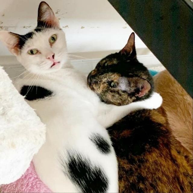 Full body shot of Mouse