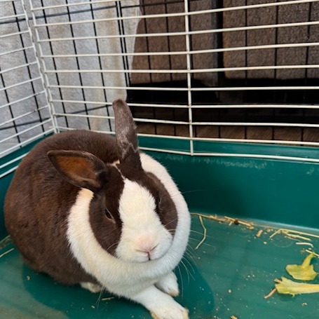 OLIVE - Dutch available for adoption