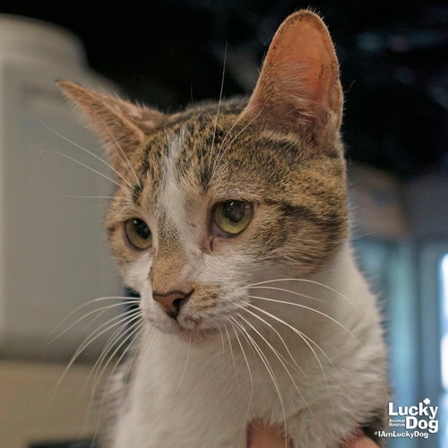 RENATA - Domestic Shorthair / Mix available for adoption
