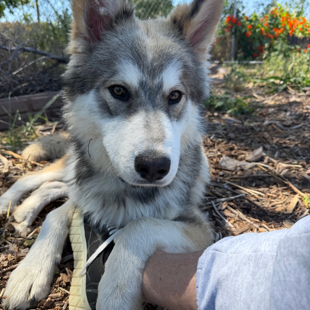 GUSTAV, photo 7