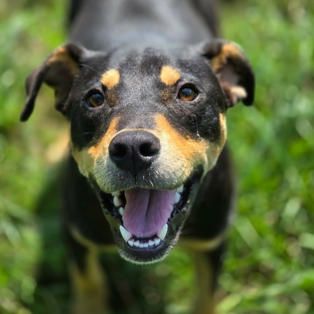 ODESSA - Mixed Breed (Medium) for adoption in Madison