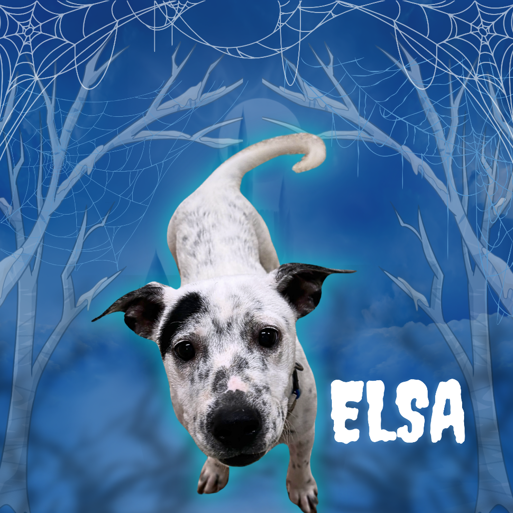 ELSA - American Blue Heeler available for adoption
