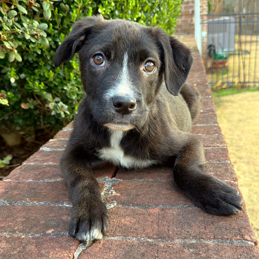 Chimp — thumbnail 3