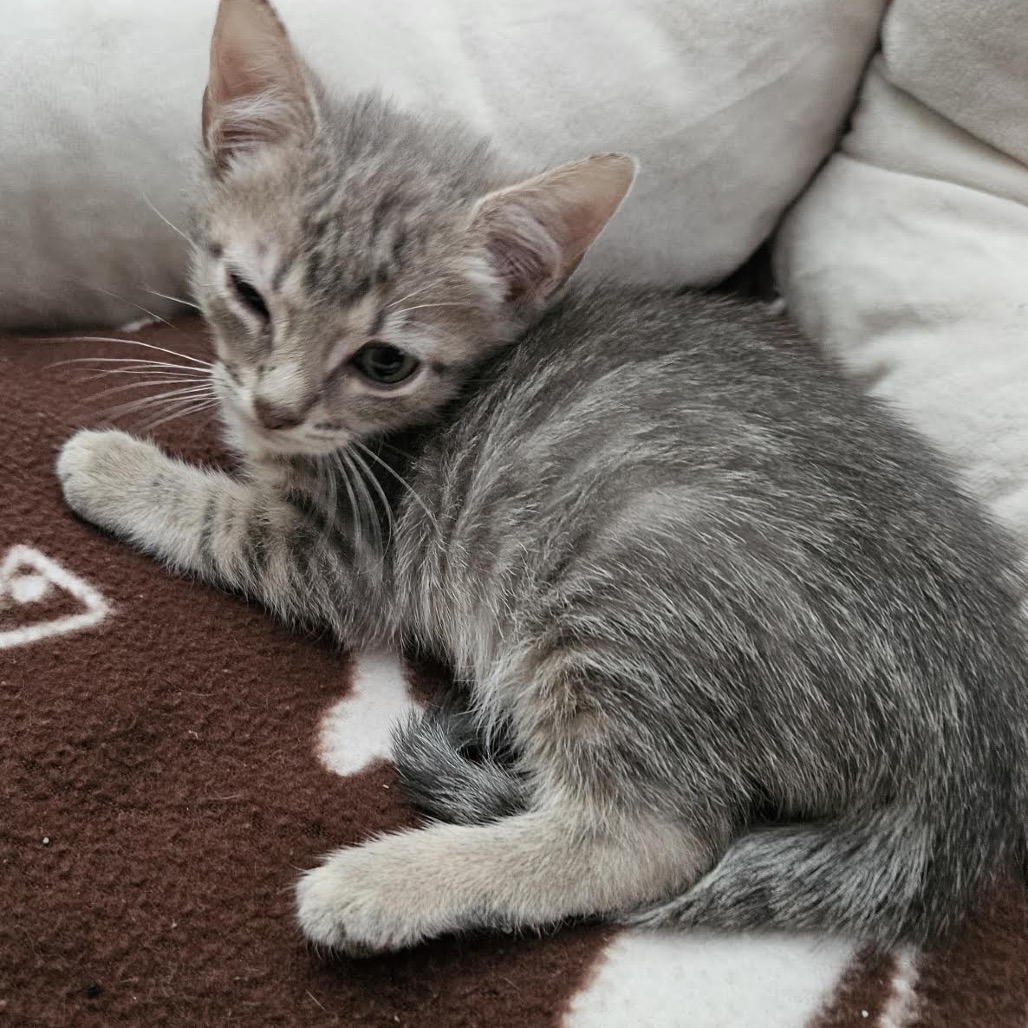 APOLLO - Domestic Shorthair available for adoption