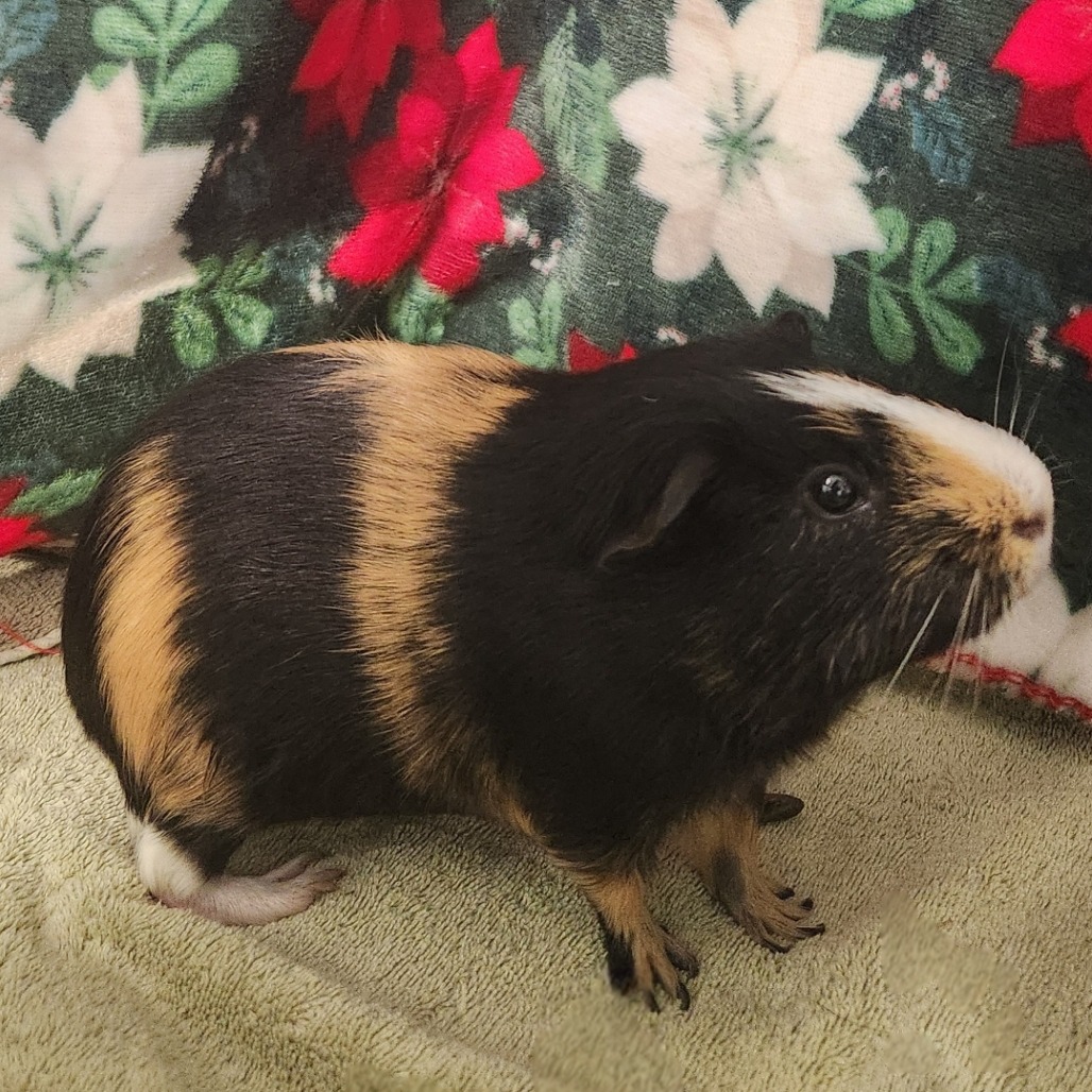 Oreo