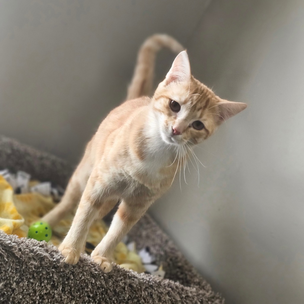 Cheez-it — thumbnail 4