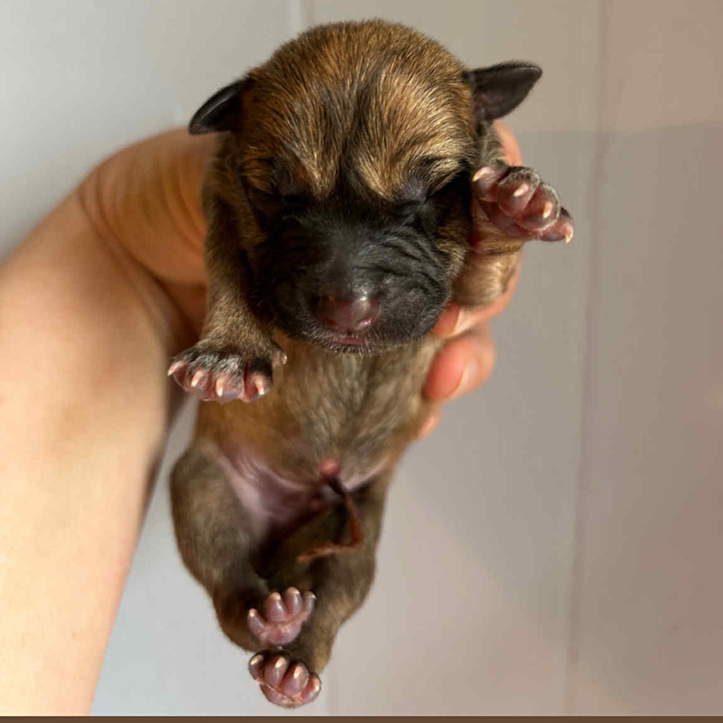 Prancer — thumbnail 2