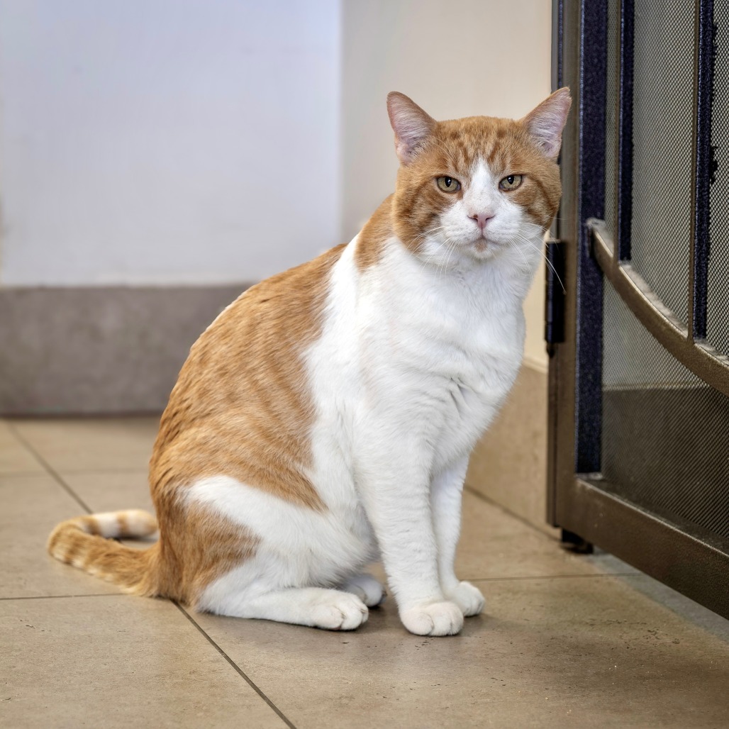 BIG BOY - Domestic Shorthair available for adoption