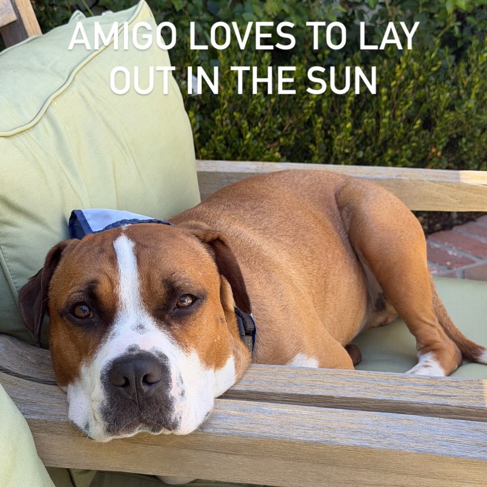 Amigo, photo 5