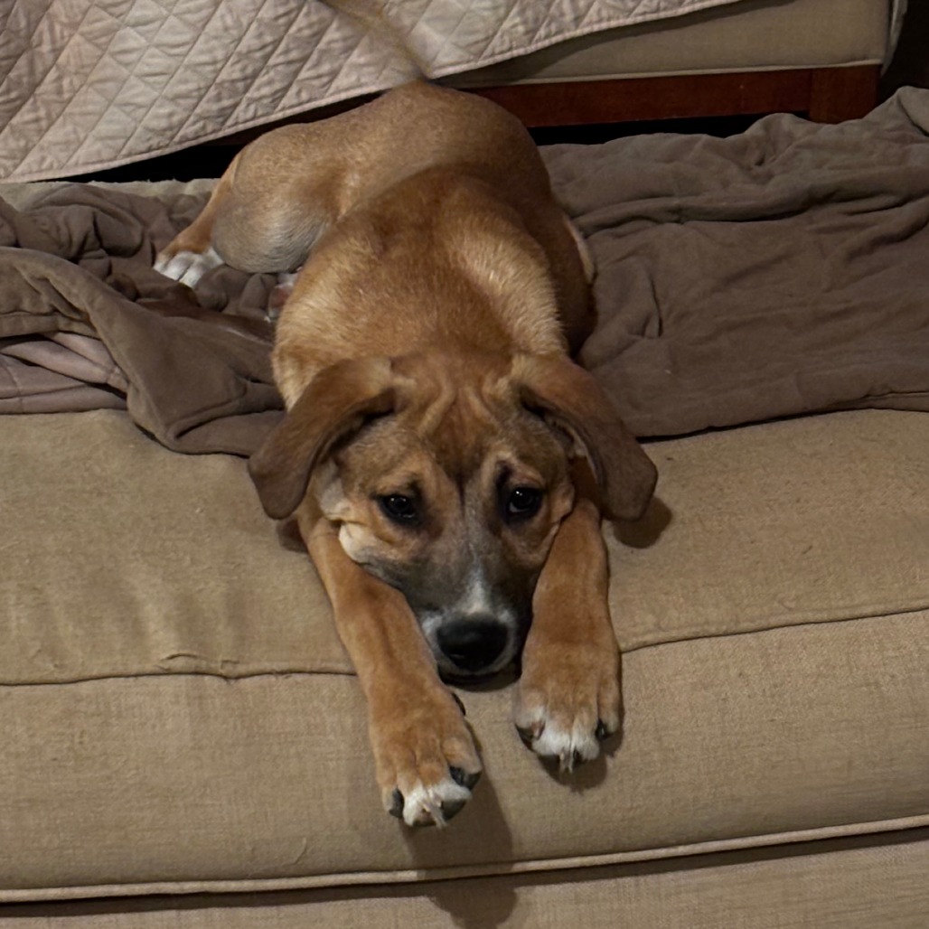 Leo (formerly Pistachio, photo 13