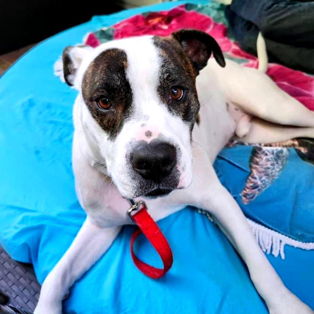 Petey, photo 11