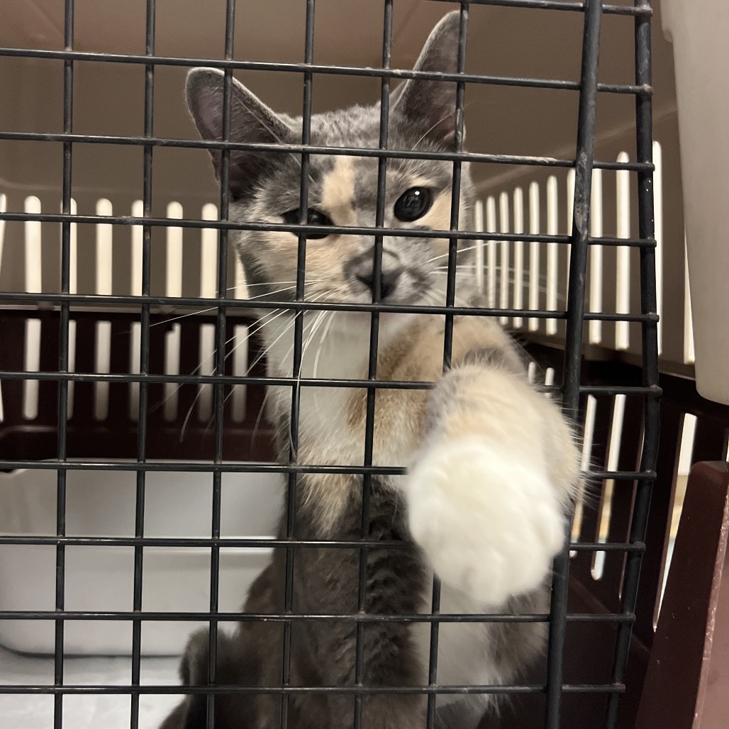 Cali, an adoptable cat at SPCA-BC