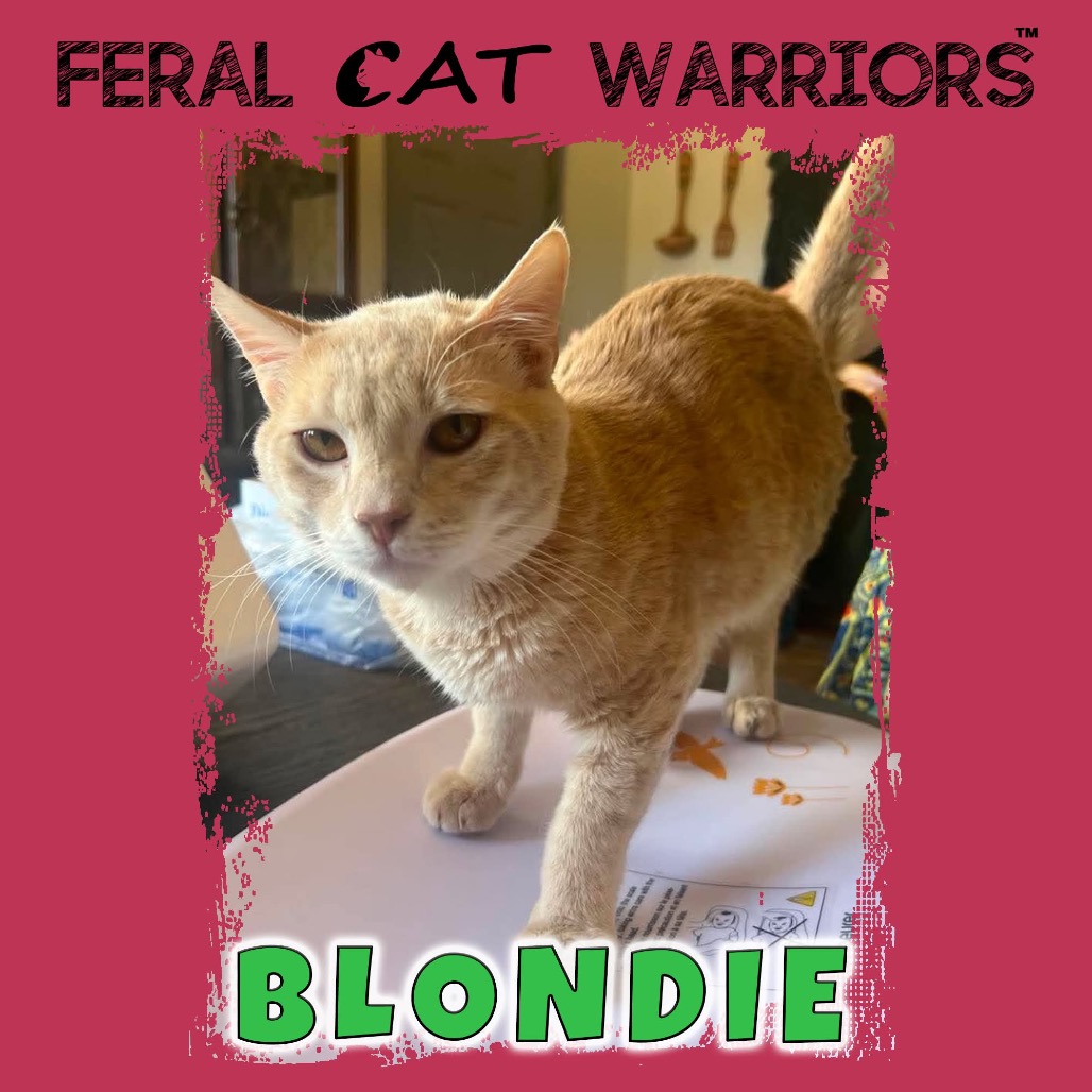 Blondie