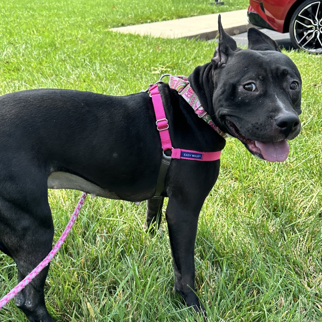 SHEEBA JOY - Mixed Breed (Medium) available for adoption