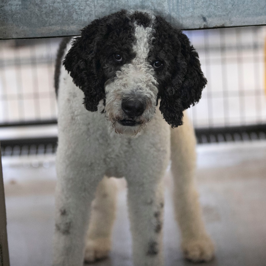 LEO (AG26-210) - Bernese Mountain Dog / Poodle, Standard available for adoption