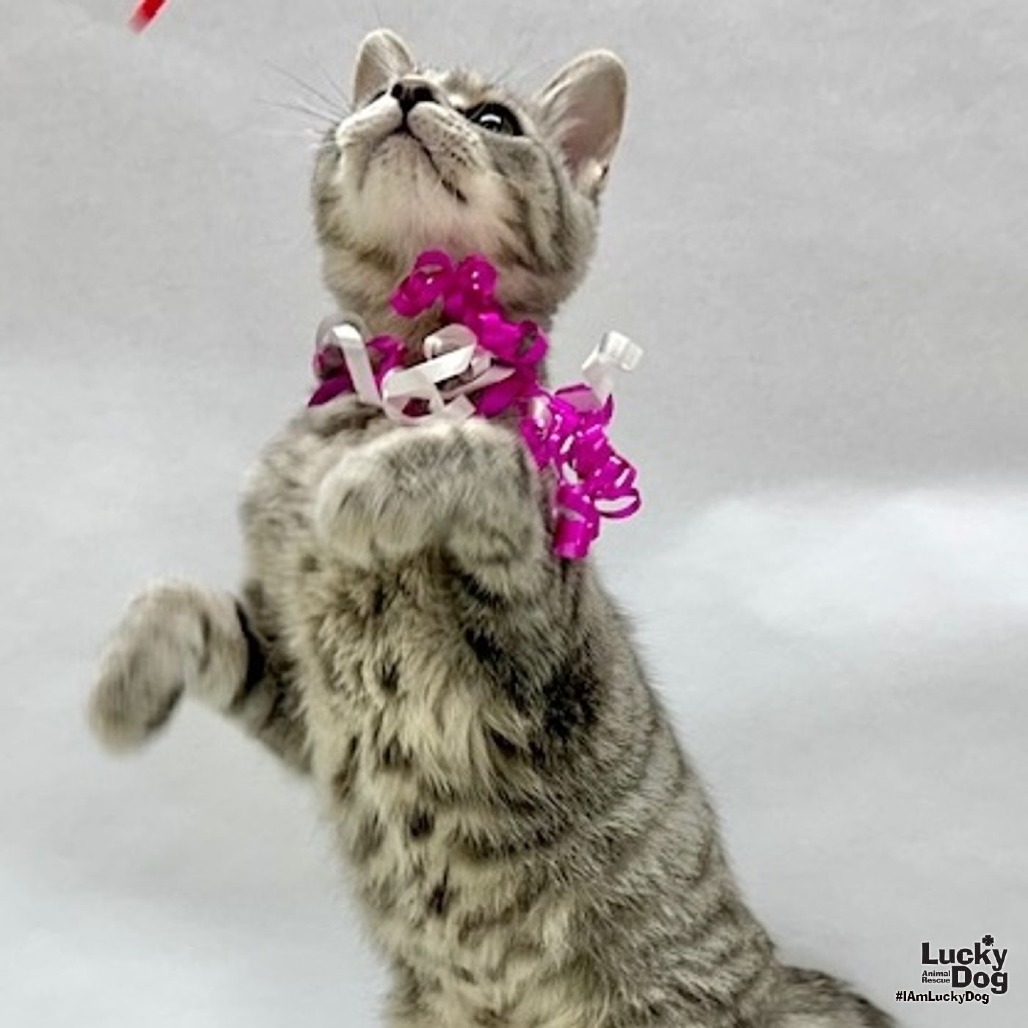 JEWEL - Domestic Shorthair available for adoption