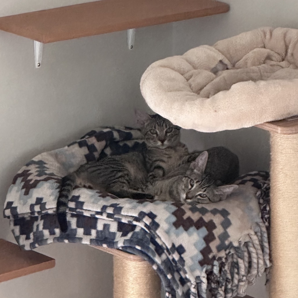 *Hank, photo 4