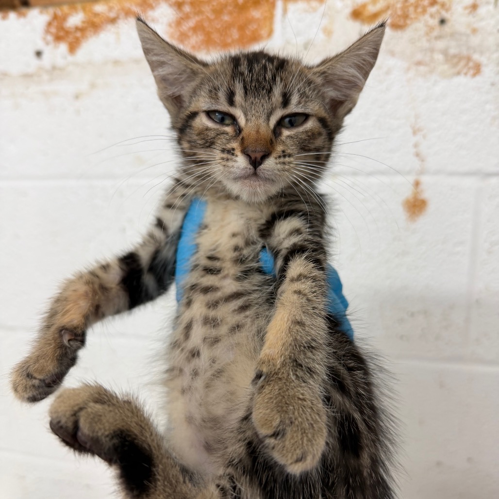 GRETEL - Domestic Shorthair available for adoption