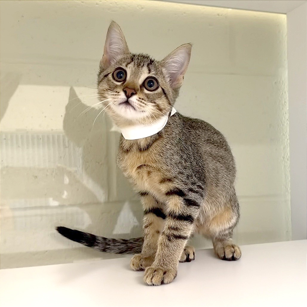 ALABAMA (WHT) - Domestic Shorthair / Domestic Shorthair available for adoption