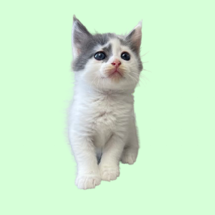 Ray