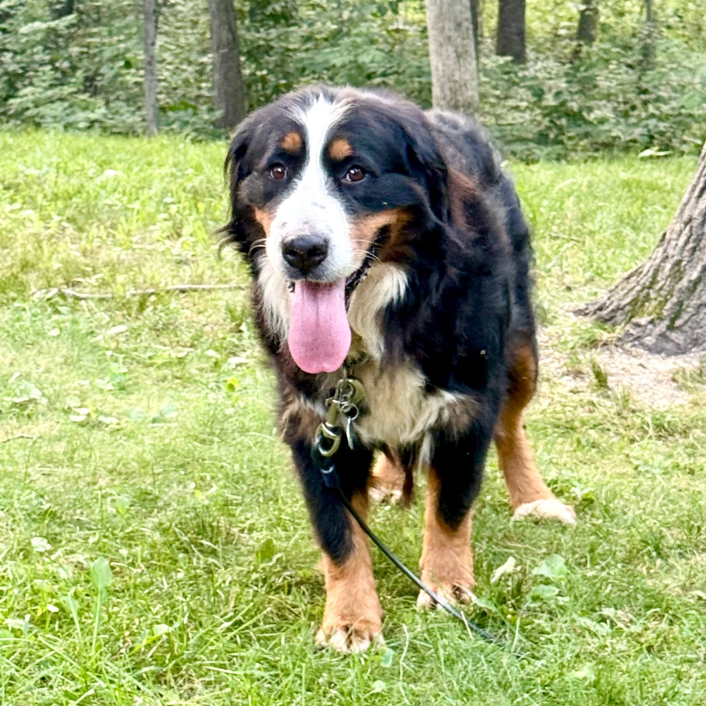 Bernese Mountain Dog