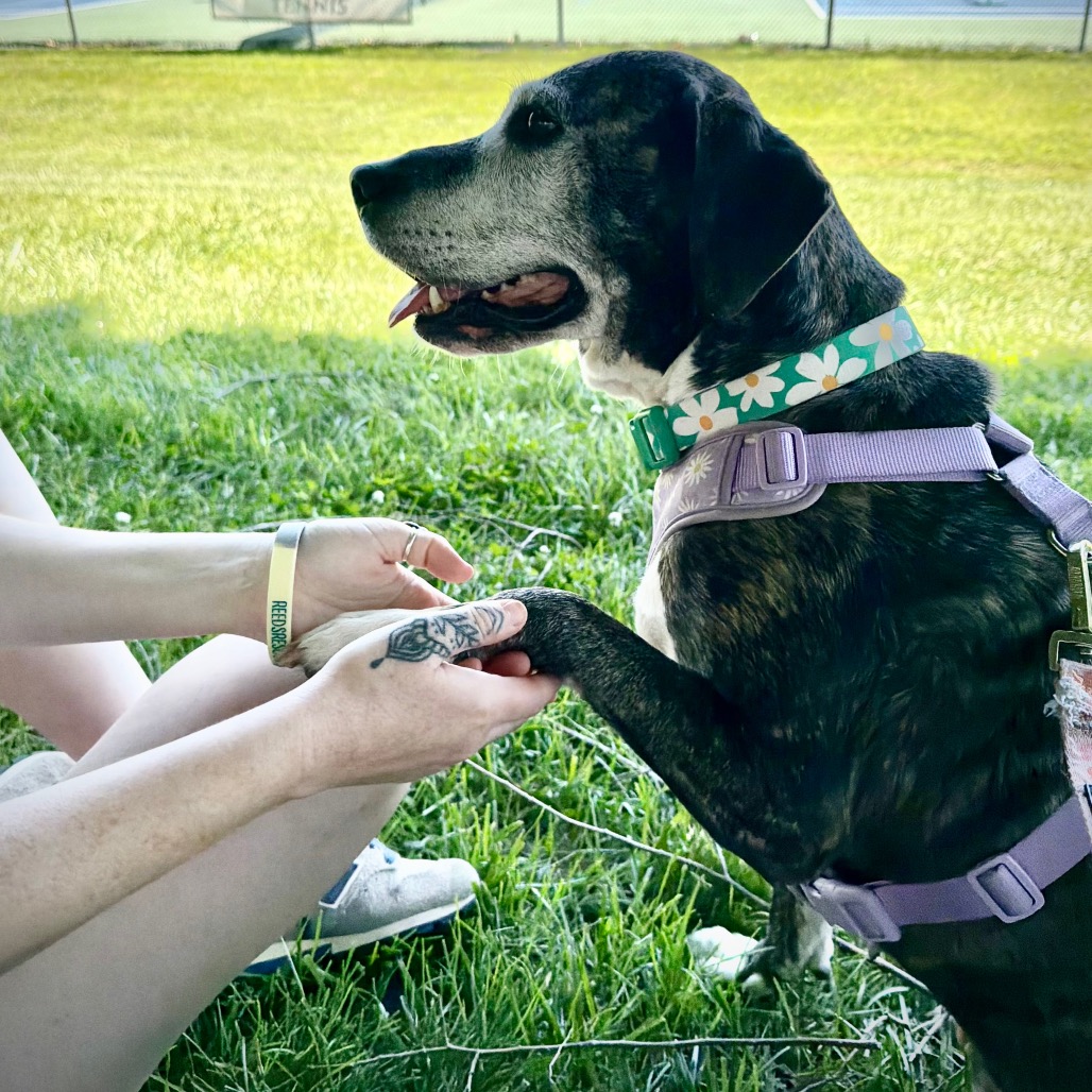 Biddie, photo 16