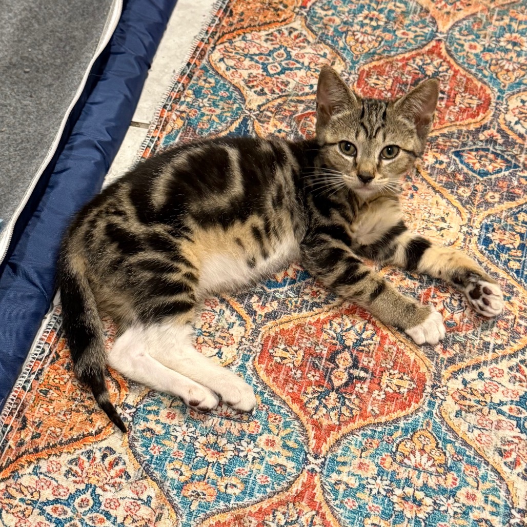 FALL - Domestic Shorthair / Bengal available for adoption