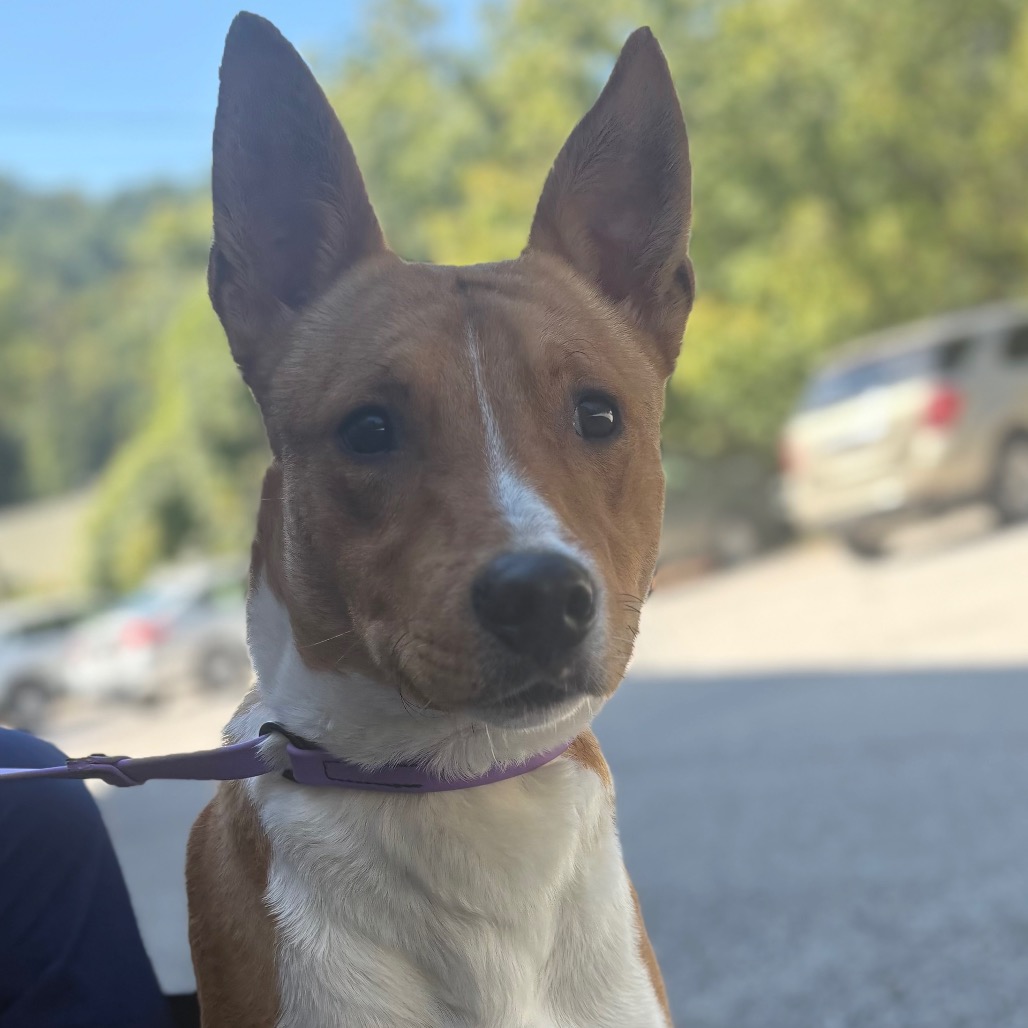 Lucky — thumbnail 5