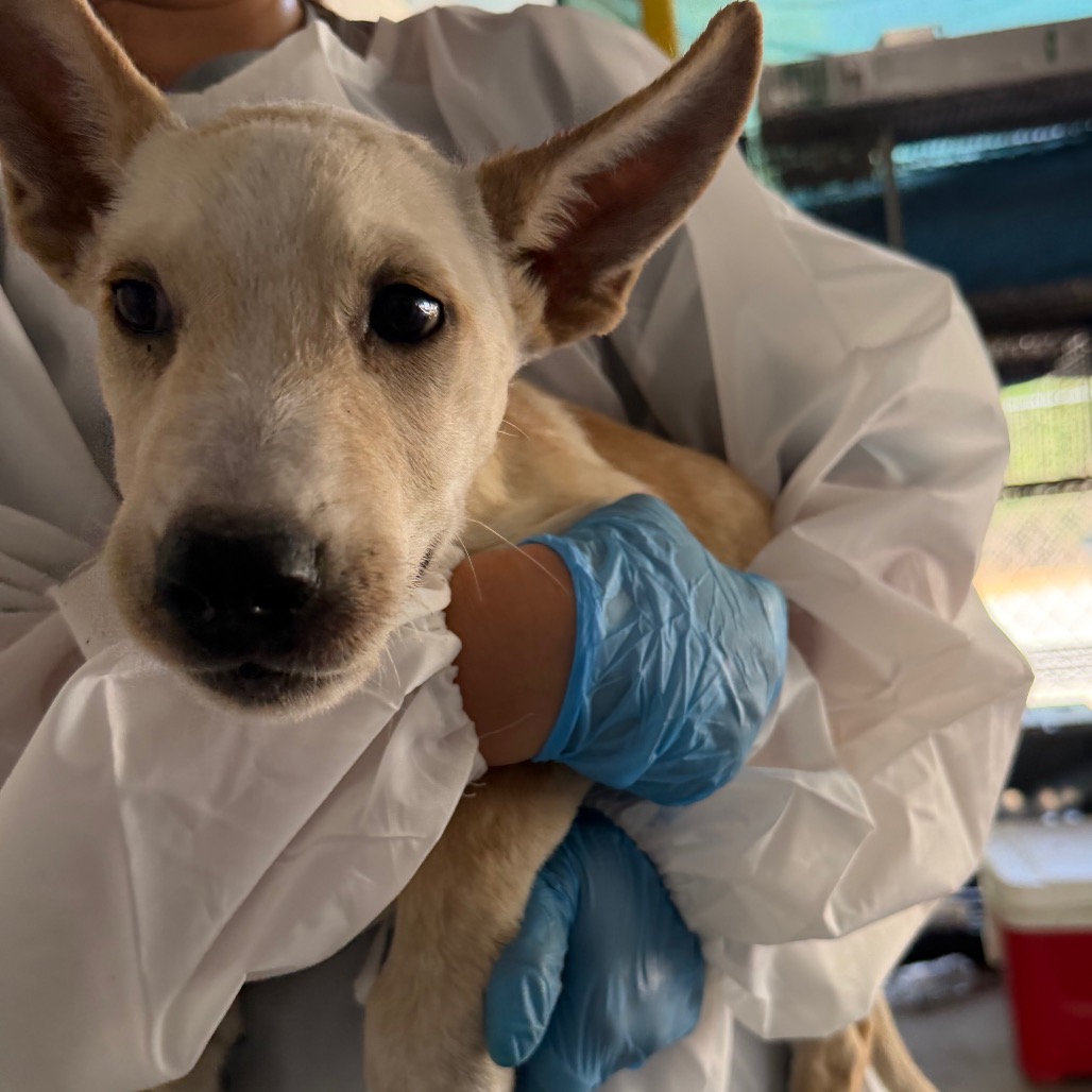 GEODUDE - Terrier / Pit Bull available for adoption