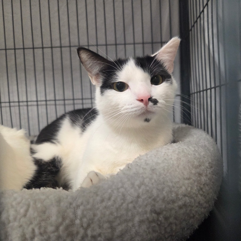 Cat Adoption | Animal Welfare League of Charlotte County | Punta