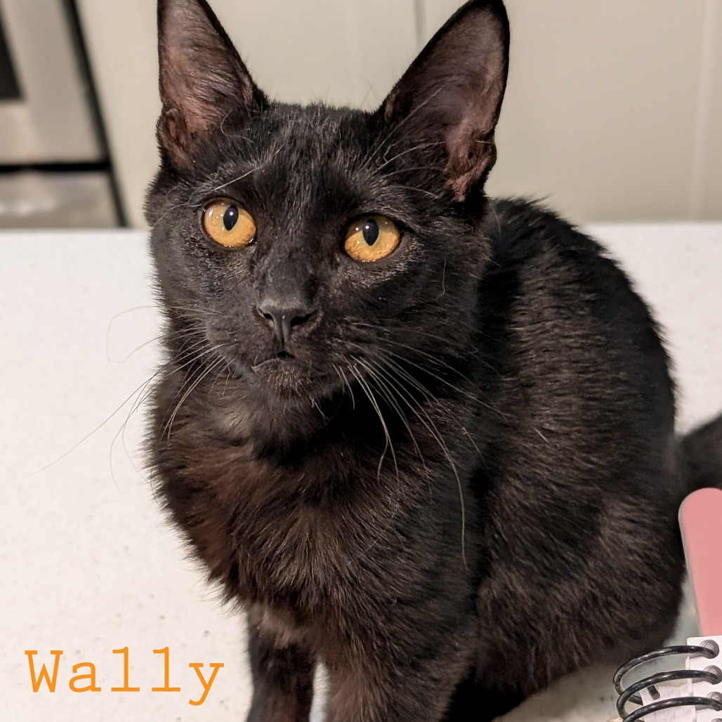 Wally, photo 6