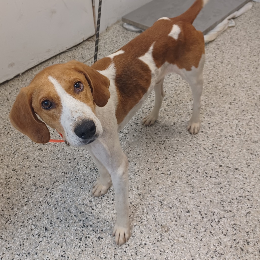 KALVIN - Coonhound, Treeing Walker / Mix available for adoption