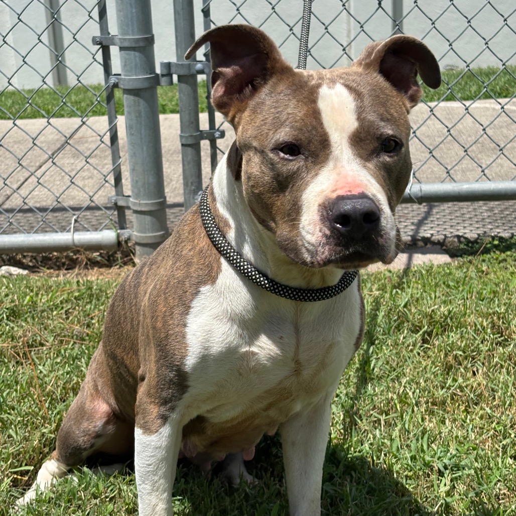 HUNTRESS - Terrier, Pit Bull / Mixed Breed (Medium) available for adoption