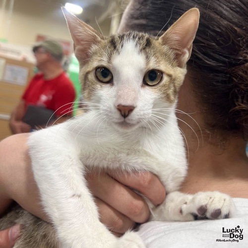 RIO - Domestic Shorthair / Mix available for adoption