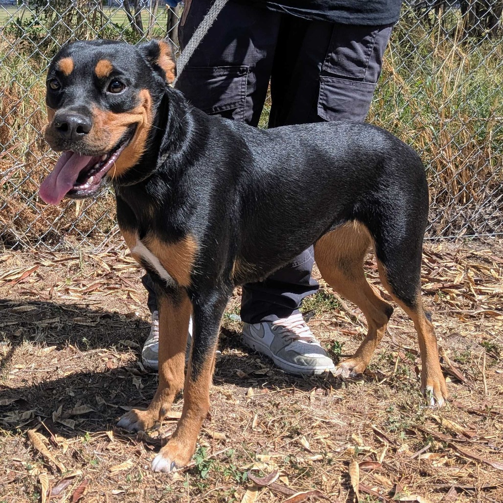 KISSES - Boxer / Shepherd available for adoption