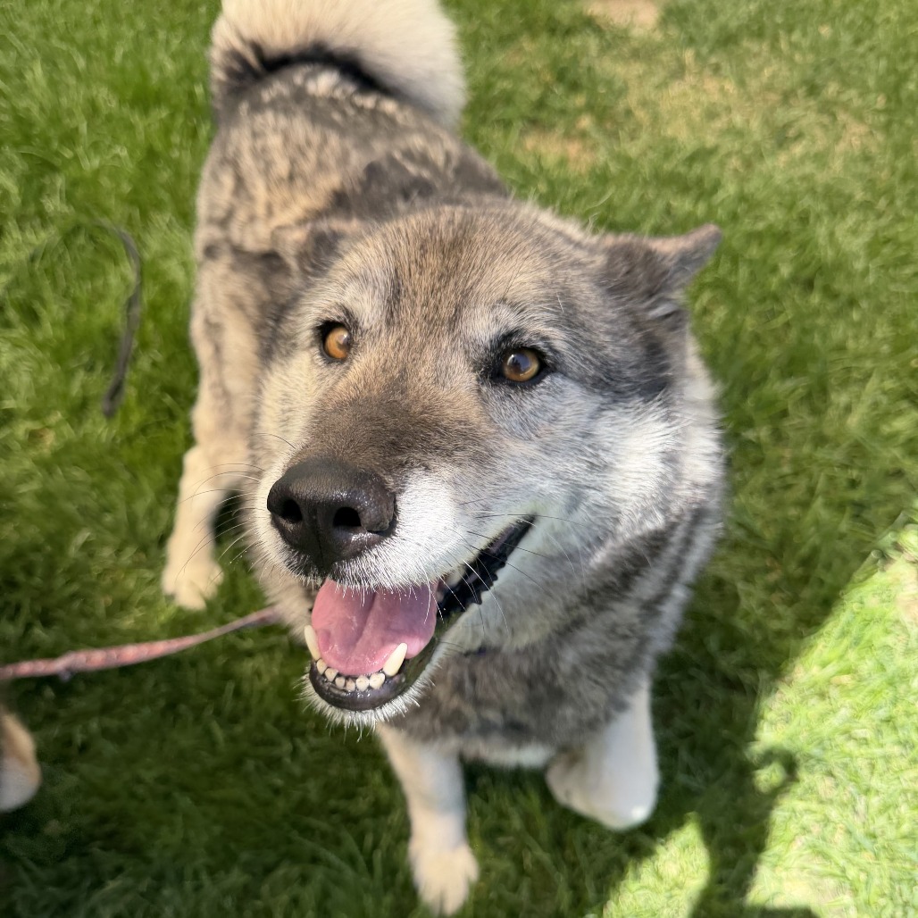 Riley, adoptable senior Husky