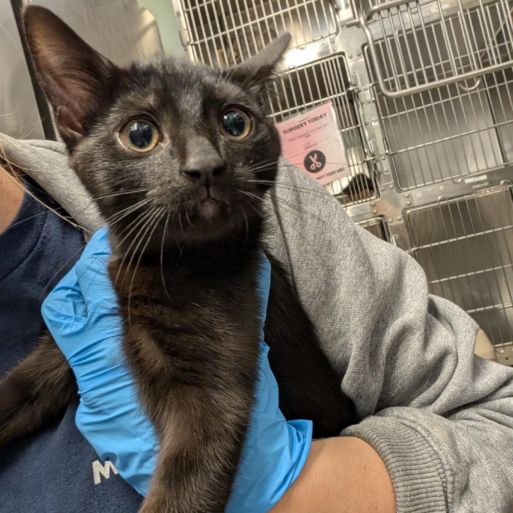 MOLASSES COOKIE - Domestic Shorthair available for adoption