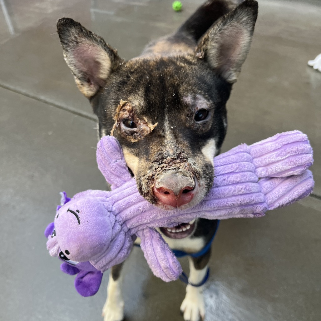 Kennel#26(Phoenix) 's preview photo