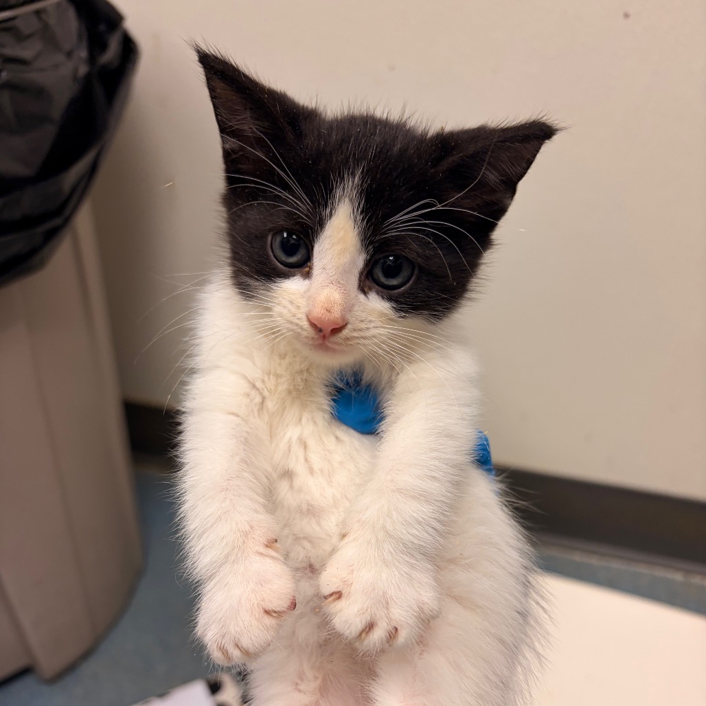 GWEN BABY 3 - Domestic Shorthair available for adoption