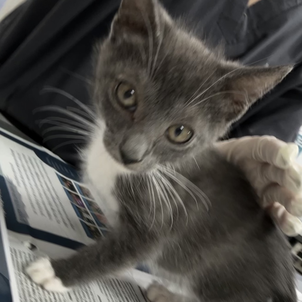 BOB JEFF - Domestic Shorthair available for adoption