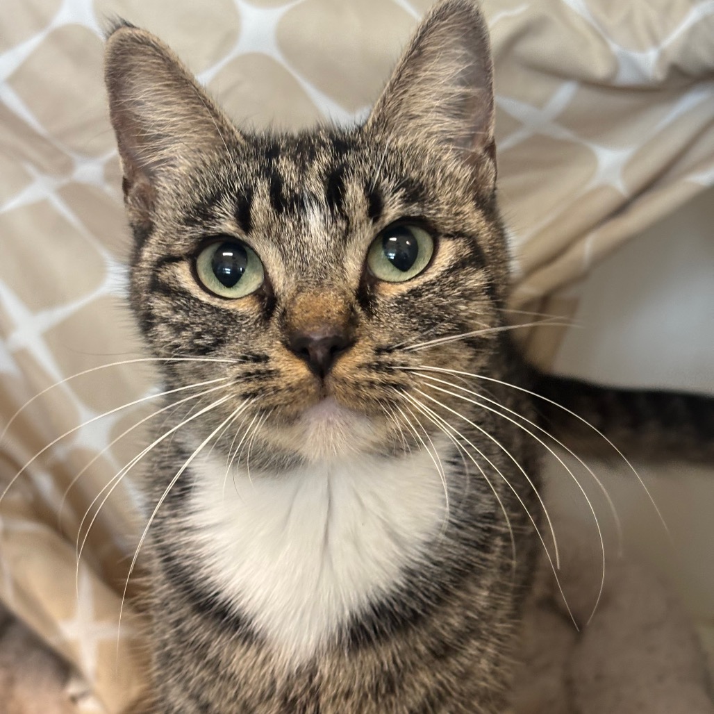 SUN - Domestic Shorthair / Domestic Shorthair for adoption in League City